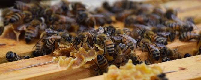 什么是蜂群春衰 蜂群什么时候春繁