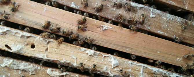 蜂群怎么加脾 早春如何给蜂群加巢脾