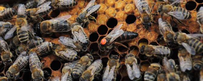 早春养蜂怎样扩大子圈 蜜蜂如何春繁