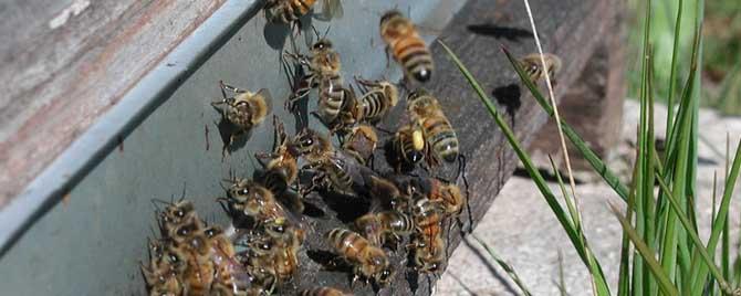 引起盗蜂的原因有哪些 发生盗蜂的原因是什么
