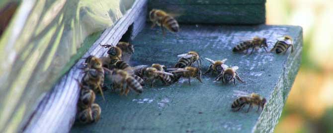 蜜蜂怎么防盗蜂 如何预防盗蜂发生