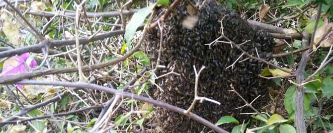 自然分蜂一般飞多远 自然分蜂会分走多少蜜蜂
