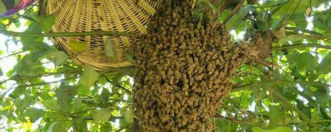 自然分蜂一般在什么时候 自然分蜂一般在什么季节