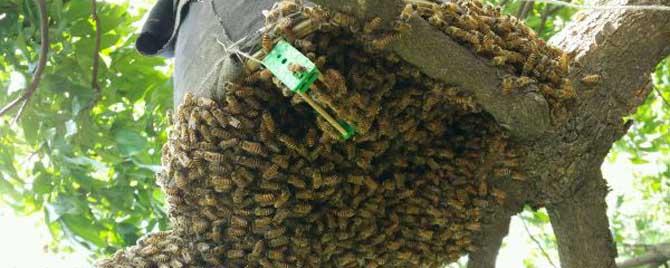 自然分蜂的前兆 自然分蜂为什么会回蜂