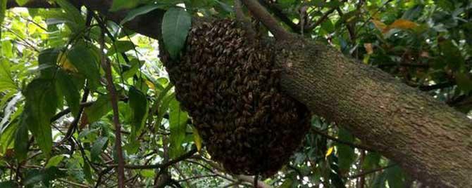 自然分蜂会回蜂吗 自然分蜂为什么不回蜂