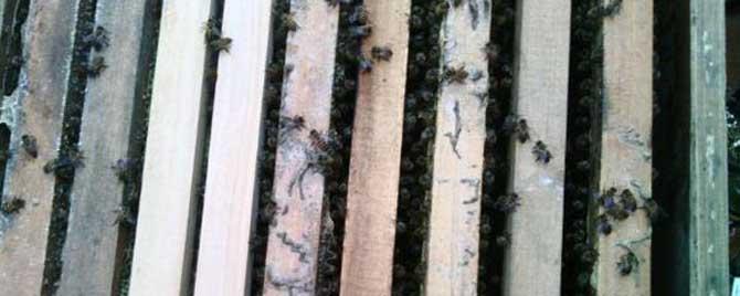 人工分蜂注意什么 什么情况下可以人工分蜂