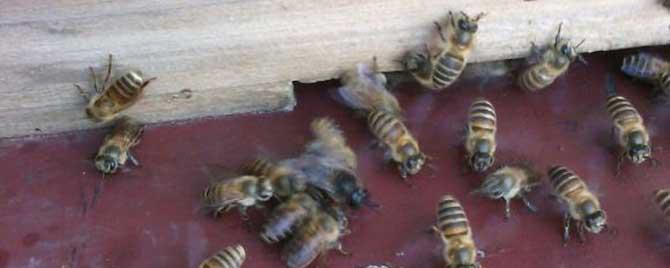 人工分蜂有什么好处 自然分蜂和人工分蜂哪个好