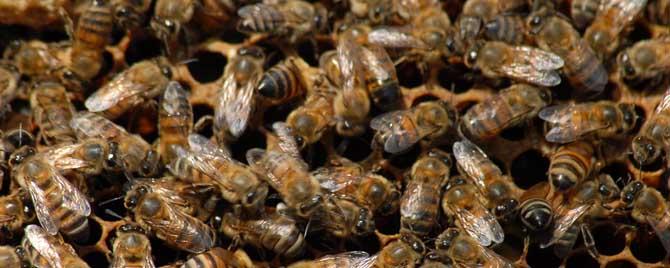 怎样直接合并蜂群 蜂群如何合群