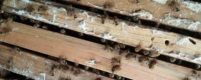 如何判断蜂群越冬情况（蜂群过冬的温度是多少）