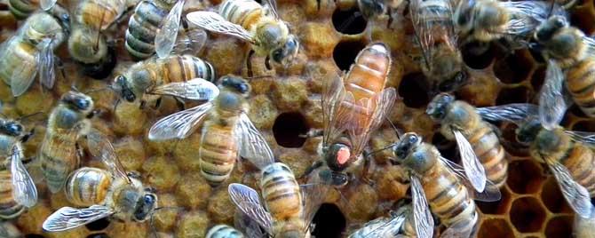 中蜂王介绍到意蜂群会产卵吗 意蜂王可以介入中蜂群吗