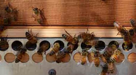 一个蜂箱双王的养法 中蜂养双王群怎么养