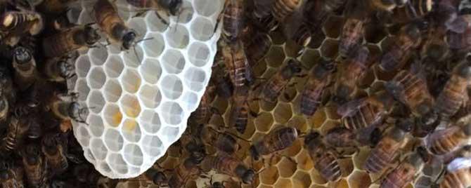 什么是中蜂 什么是中蜂蜜和意蜂蜜