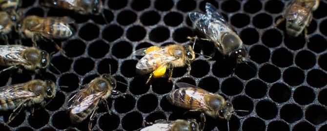 什么是中蜂什么是意蜂 什么是意蜂