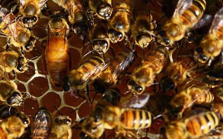 石灰子病 中蜂白垩病是怎样的 蜜蜂白垩病