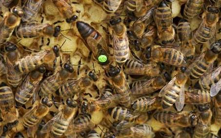 蜜蜂败血病用什么药 蜜蜂败血病