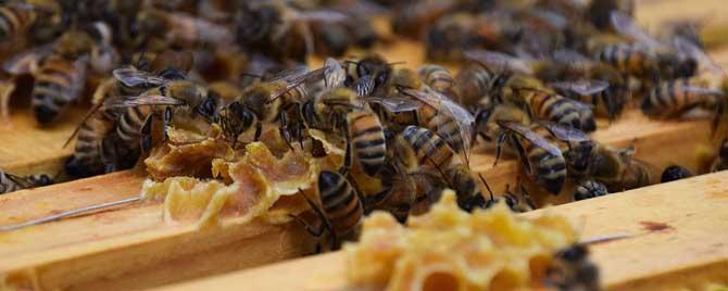 蜜蜂双王群有什么优势 中蜂双王群有什么好处
