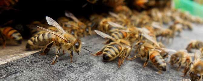 蜂群为什么发展不起来 蜂群夏季为什么会停产