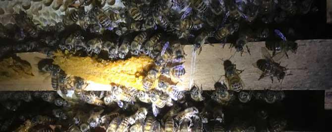 中蜂夏天怎么管理 中蜂夏季管理的重点是什么