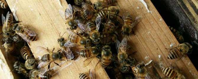夏季蜜蜂怎么管理 夏季怎样调整蜜蜂的群势