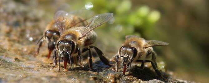 蜜蜂多少度会热死 蜜蜂夏天太热会热死吗