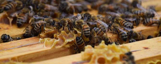 秋季蜜蜂怎么管理 秋季怎样调整蜜蜂的群势