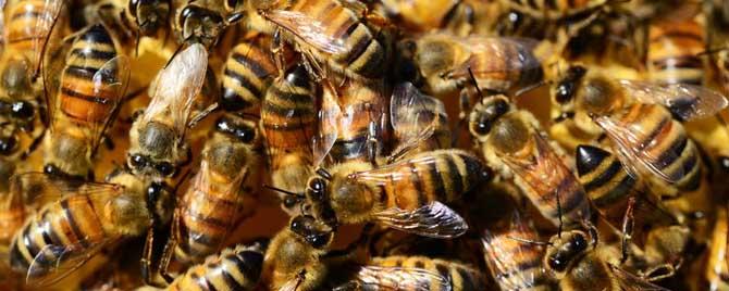 双王群工蜂能互通吗 中蜂怎样组建双王群工蜂互通双王安全