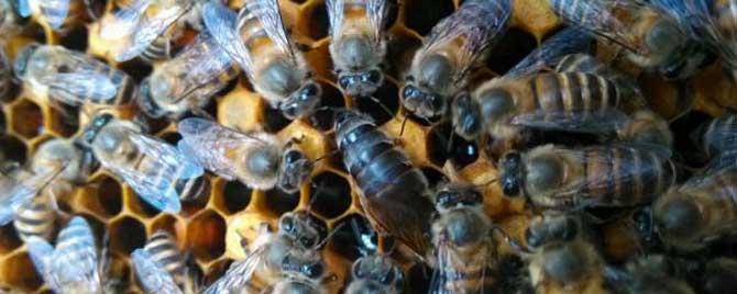 中蜂双王群怎么养殖技术 中蜂能不能养双王群