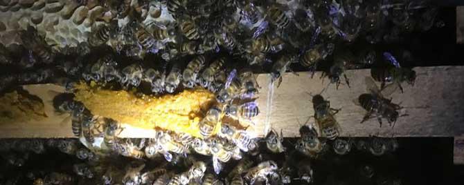 中蜂秋冬季管理 中蜂冬季管理的重点是什么
