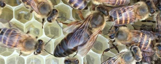 中蜂春季管理的重点是什么 中蜂秋冬季管理