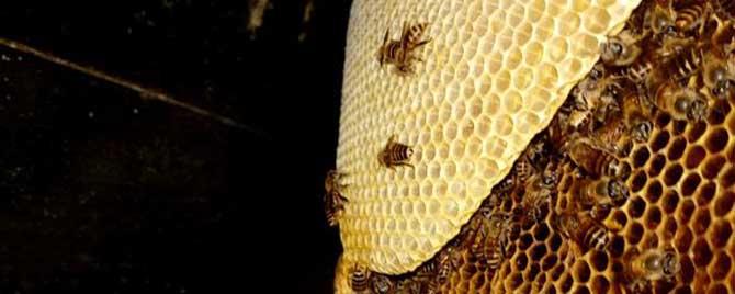 中蜂和意蜂有哪些不同 中蜂和意蜂有什么不同
