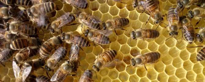 中蜂秋季管理技术 中蜂秋季管理的重点是什么