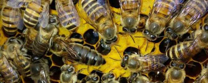 中蜂什么时候容易自然分蜂 中蜂什么时候可以人工分蜂