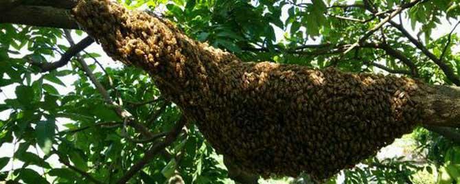 中蜂想飞逃的预兆和处理方法 中蜂飞逃有什么预兆