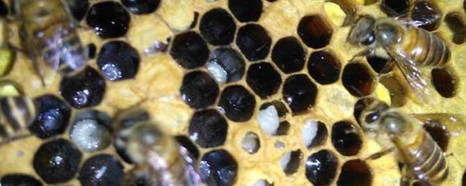 中蜂疾病有哪些症状 中蜂有哪些疾病