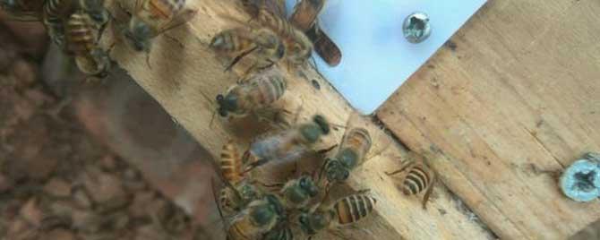 蜜蜂最怕什么农药 中蜂有哪些敌害
