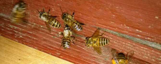 中蜂怎样预防盗蜂 中蜂如何防止盗蜂