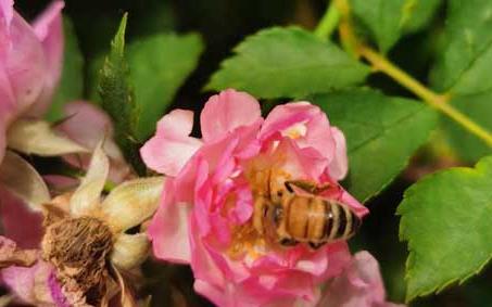 蜜蜂采蜜的优美句子 蜜蜂采蜜