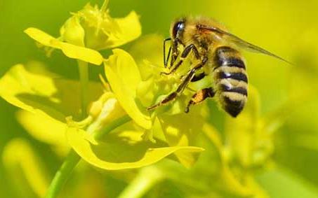 蜜蜂酿蜜给人的启示是什么用第2自然段三个词来概括 蜜蜂酿蜜