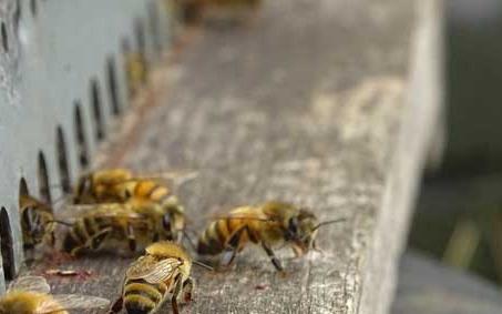 蜜蜂孢子虫病症状及治疗 蜜蜂孢子虫病