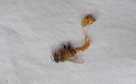蜜蜂孢子虫病