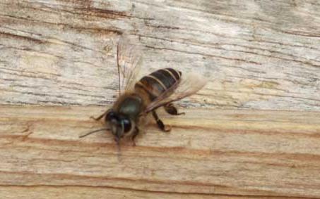 中华蜜蜂 中华蜜蜂是土蜂吗 土蜂