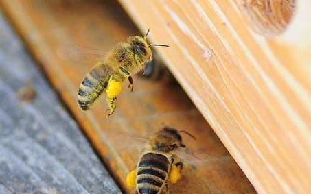 蜂王综合征 蜜蜂爬蜂综合征