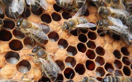 死蛹病 蜂蛹病的症状 蜜蜂蛹病