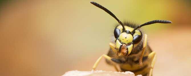 黄蜂进家里预兆死人是真的吗 黄蜂进家门的征兆