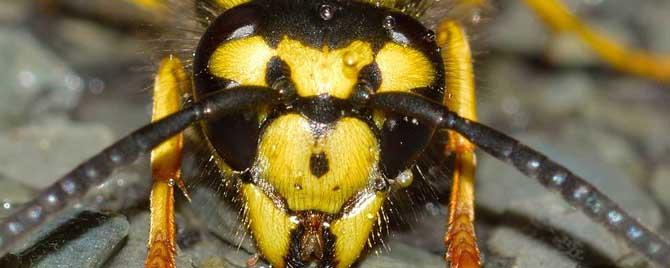 马蜂和牛角蜂有什么区别 牛角蜂属于什么蜂