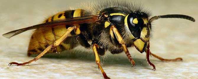 牛角蜂蛰了会不会死人 牛角蜂蜇人后,牛角蜂会死吗