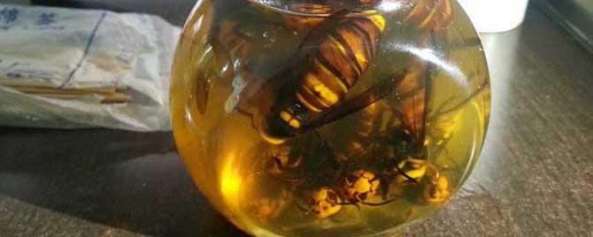 虎头蜂酒一次喝多少 虎头蜂泡酒每次喝多少