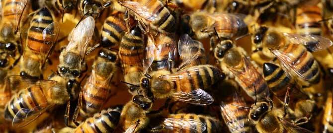 什么叫蜜蜂秋繁 蜜蜂秋繁是什么意思