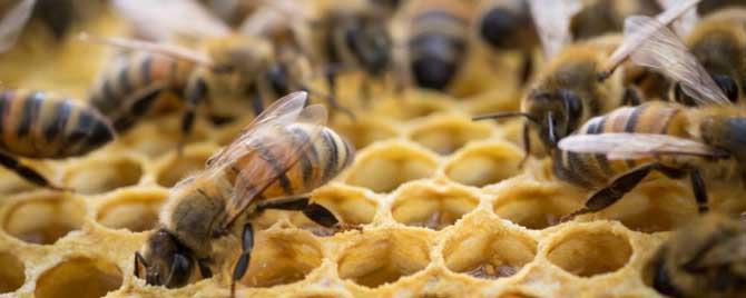 广东蜜蜂秋繁什么时候开始 广东蜜蜂秋繁起止时间
