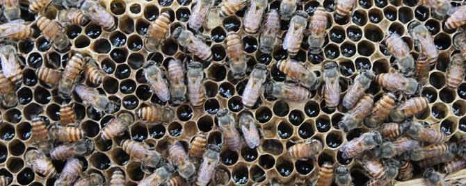 海南蜜蜂几月份有蜂蜜 海南蜜蜂秋繁什么时候结束